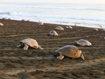 View of sheep on beach