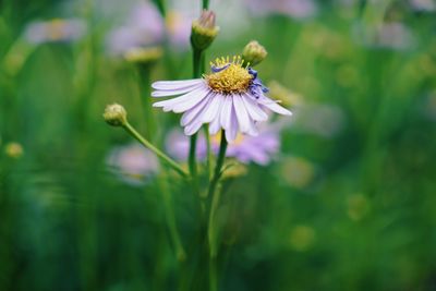 Close-up of honey bee on flower
