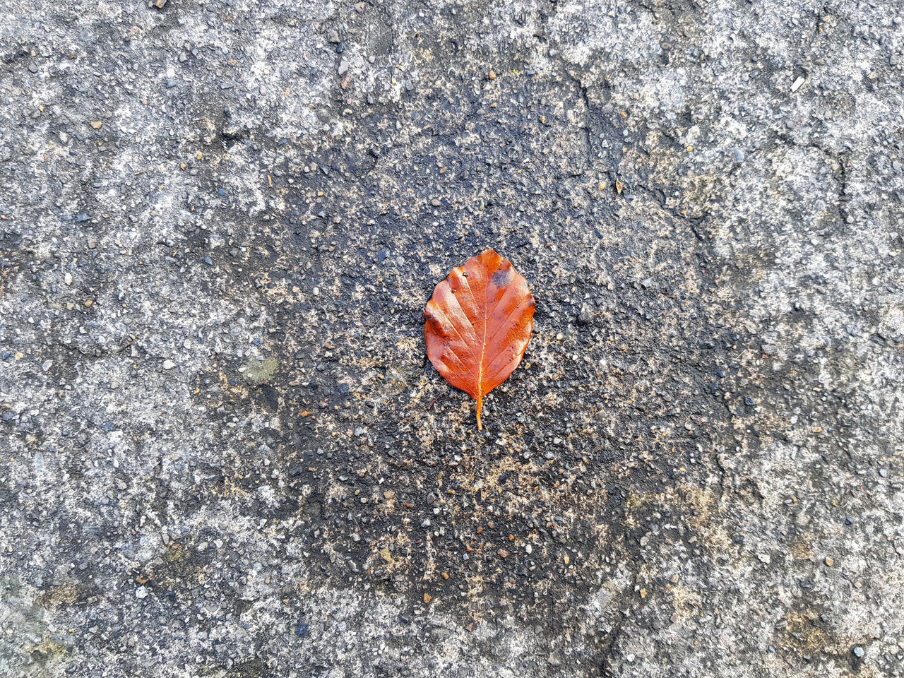 HIGH ANGLE VIEW OF MAPLE LEAF ON WHITE SURFACE