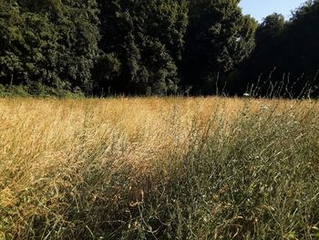 Scenic view of field