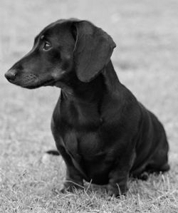 Close-up of a dog looking away