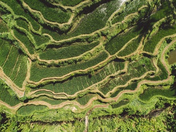 Full frame shot of agricultural field