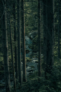 High angle view of river flowing amidst trees in forest