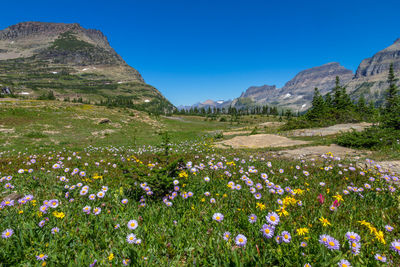 Flowers growing in field against clear sky