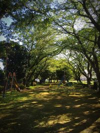 Trees in park