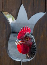 Close-up of rooster