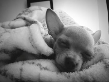 Close-up of a dog resting on bed