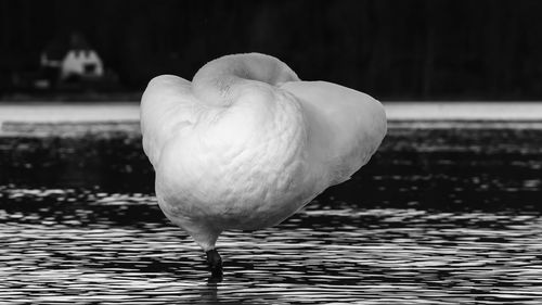 Swan resting in lake