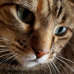 Close-up portrait of cat