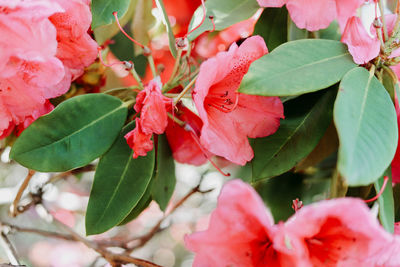 Close-up of red flowering plant