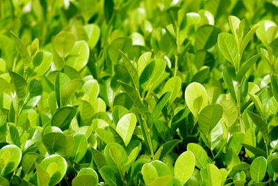 Green leaves texture on a sunny day