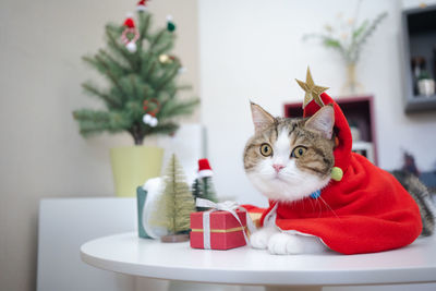 Close-up of cat on table