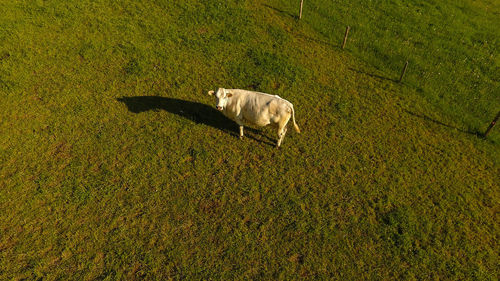 High angle view of a horse on field