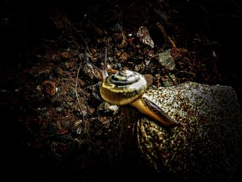 High angle view of snail
