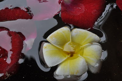 Close-up of fruits in water