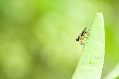 Close-up of fly on leaf