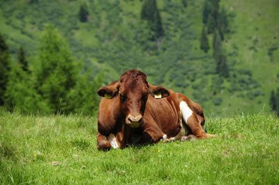 Cows in a field