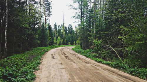 Dirt road amidst trees in forest