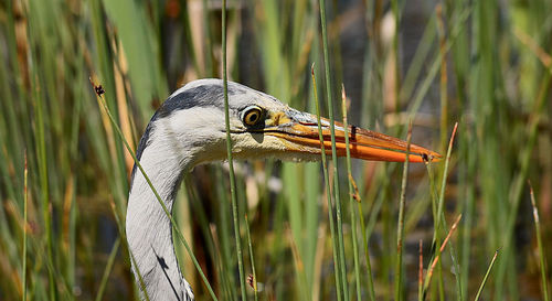 Close-up of a bird