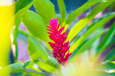 Close-up of pink flowering plant