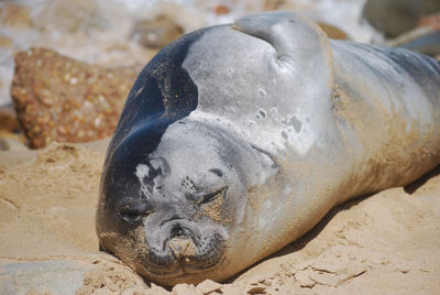 Close-up of animal sleeping on beach