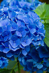 Close-up of blue hydrangea blooming outdoors