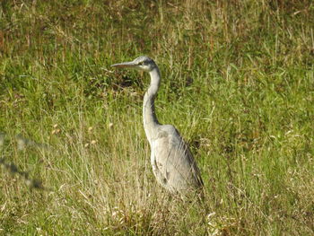 Bird on grass