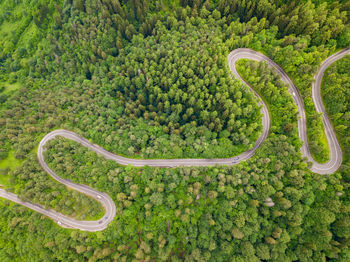 Aerial view of winding road in high mountain pass trough dense green pine woods.