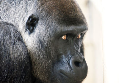 Close-up portrait of a monkey