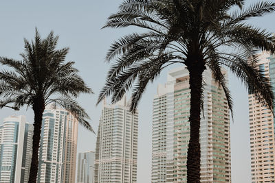 Low angle view of palm trees against buildings