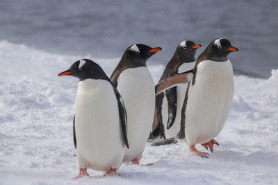 Group of gentoo penguins at yankee harbour, south shetland islands in antarctica.