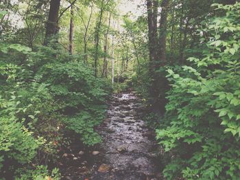 Trees in forest