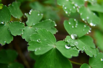 Close-up of raindrops on plant during monsoon