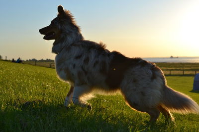 Animal grazing on grassy field