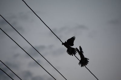 Low angle view of birds flying against sky