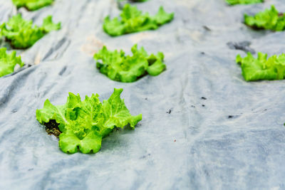 Close-up of green leaves