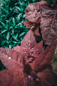 High angle view of raindrops on dry leaves during rainy season