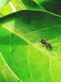 High angle view of insect on leaf