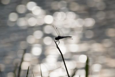 Close-up of damselfly perching on stem