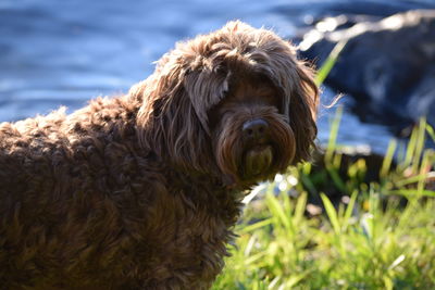 Portrait of labradoodle