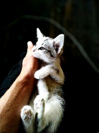 Close-up of hand holding cat