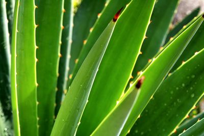 Full frame shot of fresh green plant