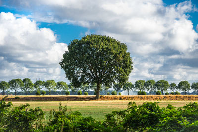 Trees on field against sky