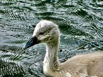 Close-up of swan floating on lake