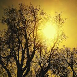 Low angle view of bare trees against sky at sunset