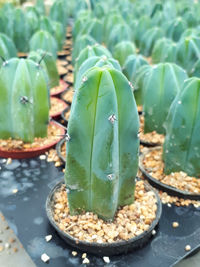 High angle view of succulent plant leaves