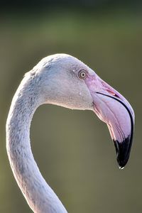 Close-up of flamingo 