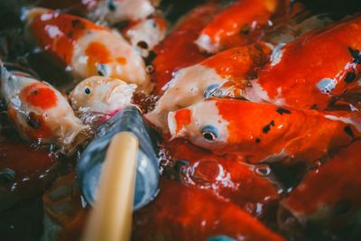 A school of red carp are eating food