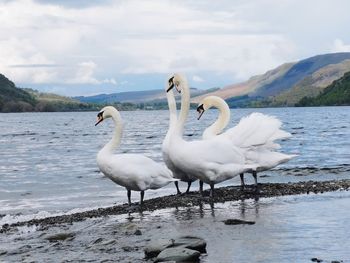 Swans in lake against sky