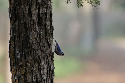 Velvet fronted nuthatch vertically on a tree trunk